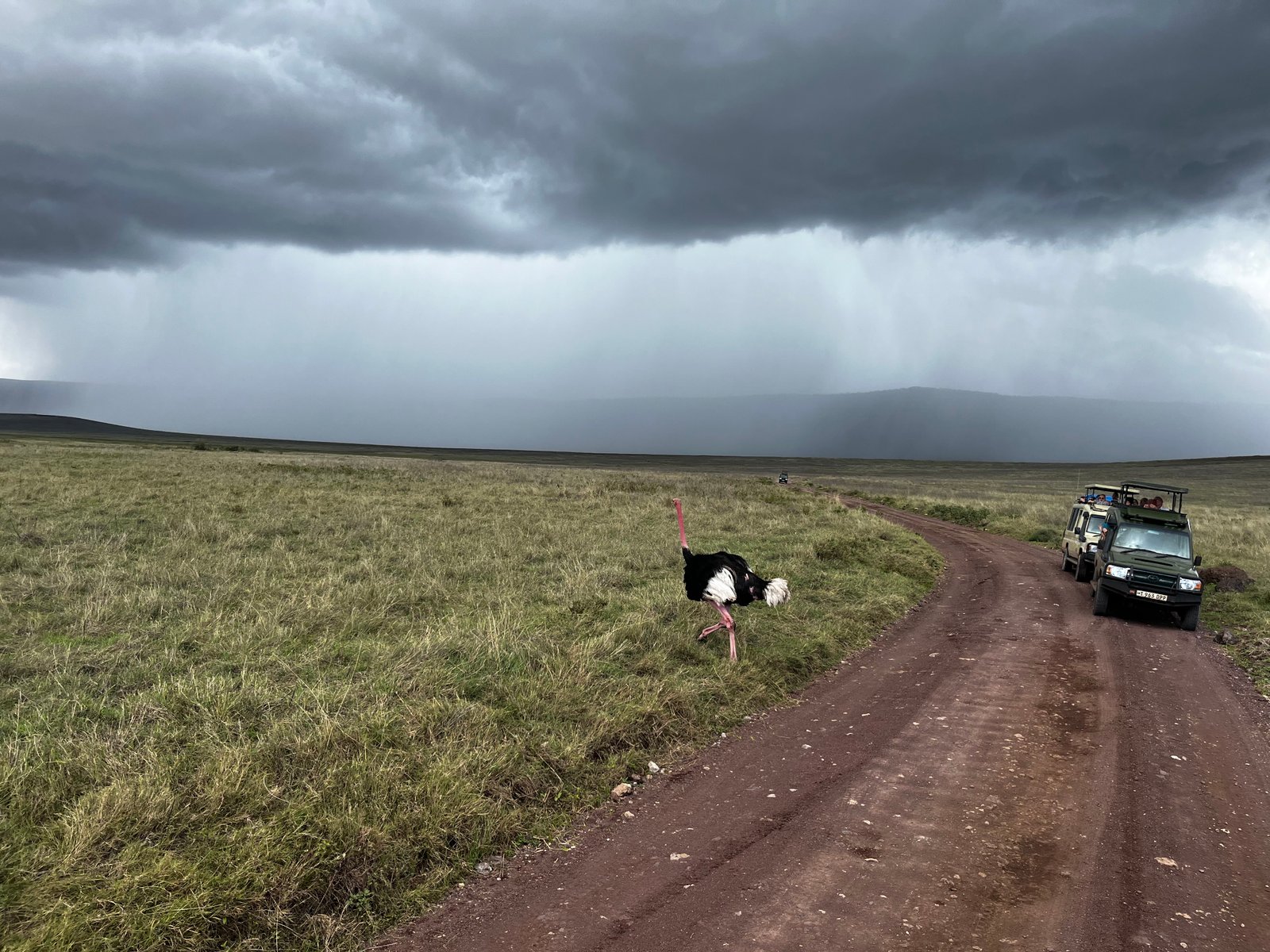 How Much Does a Tanzania Safari Cost? A Practical Price Guide