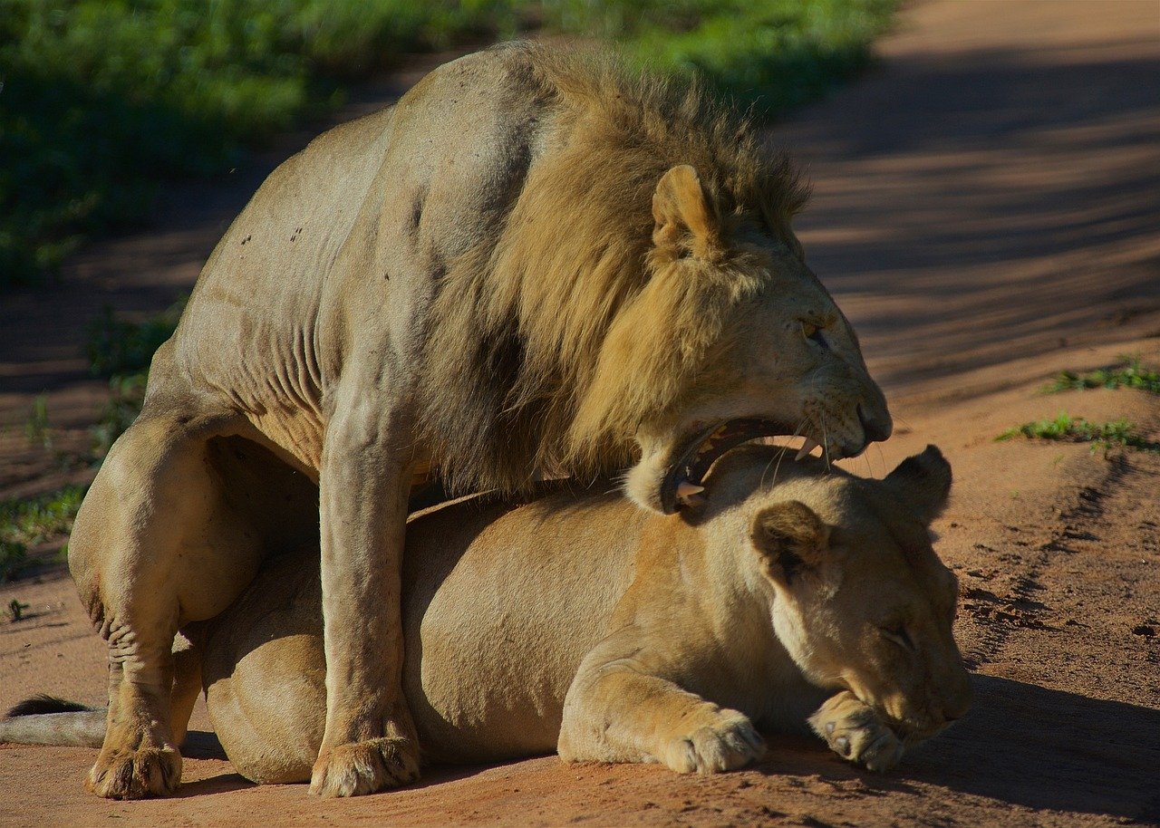 Zamia Classic: Serengeti & Ngorongoro