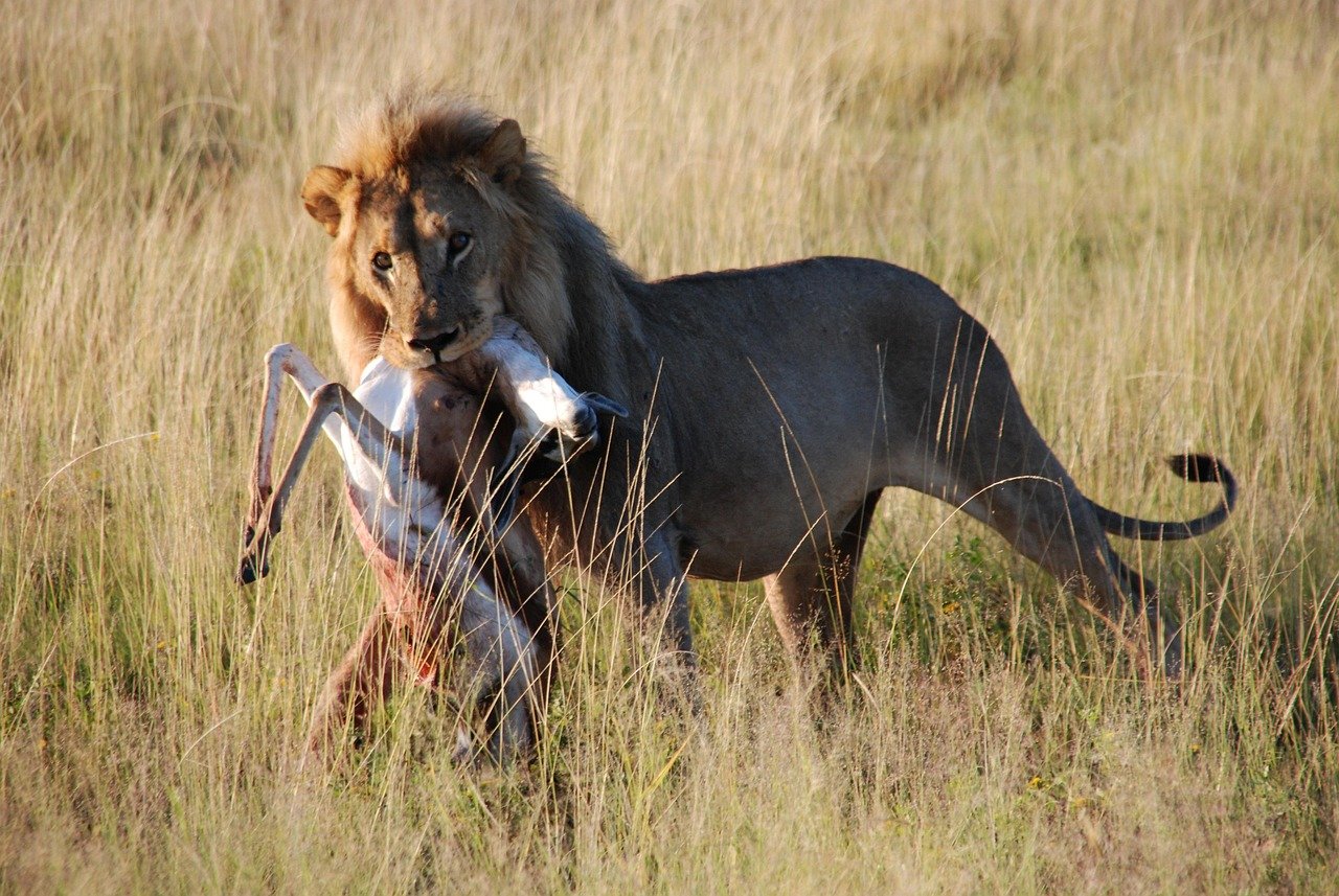Serengeti Wildlife