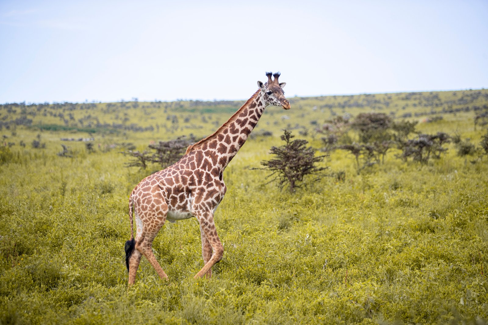 Tanzania